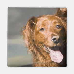 Imã Este cão é retriever. dourado da parte