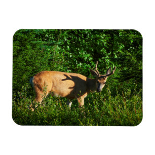 Ímã Esteja a caminho