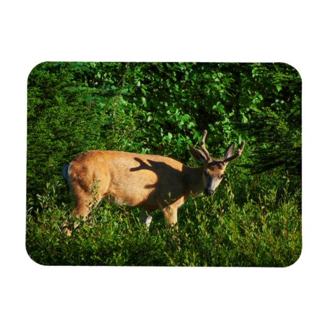 Ímã Esteja a caminho (Horizontal)