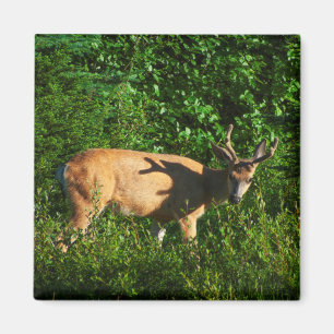 Imã Esteja a caminho