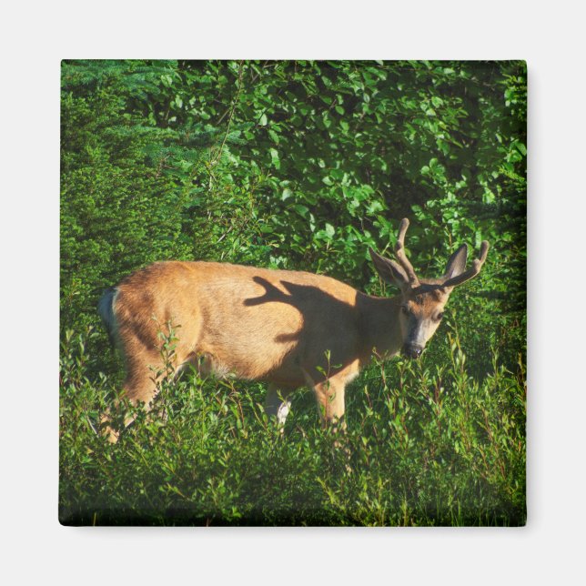 Imã Esteja a caminho (Frente)