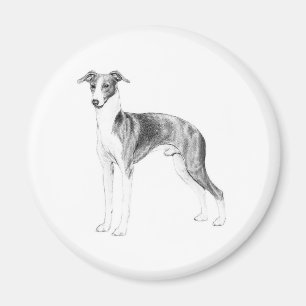 Imã Estilo de Greyhound Italiano