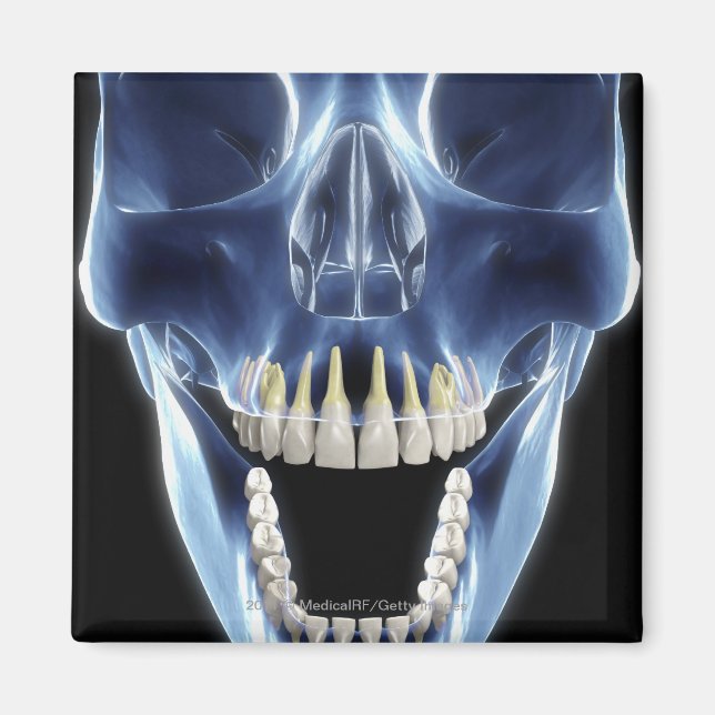 Imã Estilo de raio-X olha para os dentes humanos (Frente)