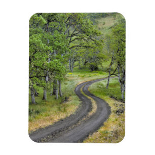 Ímã Estrada rural através de árvores, Oregon