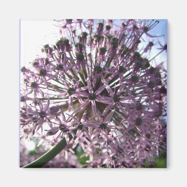 Imã Estrela da Pérsia II (Frente)