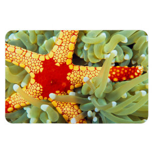 Ímã Estrela-do-mar Amarela e Vermelha