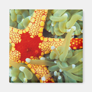Imã Estrela-do-mar Amarela e Vermelha