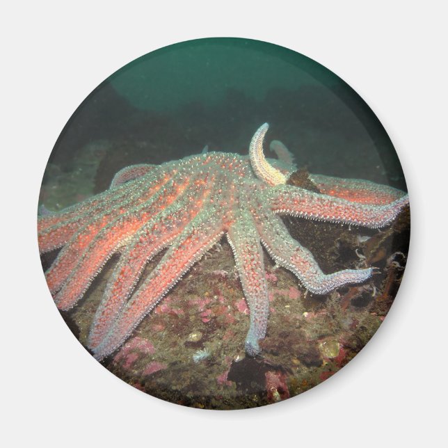 Imã Estrela do Mar de Girassol - Magnet (Frente)