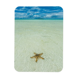 Ímã Estrela-do-mar em água rasa, Palau