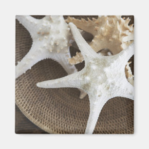 Imã Estrela do mar em uma cesta