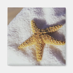 Imã Estrela do mar em uma toalha