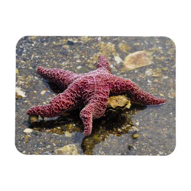 Ímã Estrela do mar Huggin uma ostra (Horizontal)