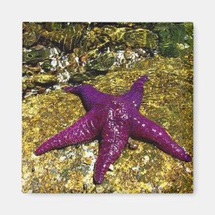 Imã Estrela do mar roxa