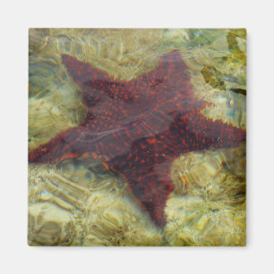 Imã Estrela-do-mar Subaquática nas Bahamas