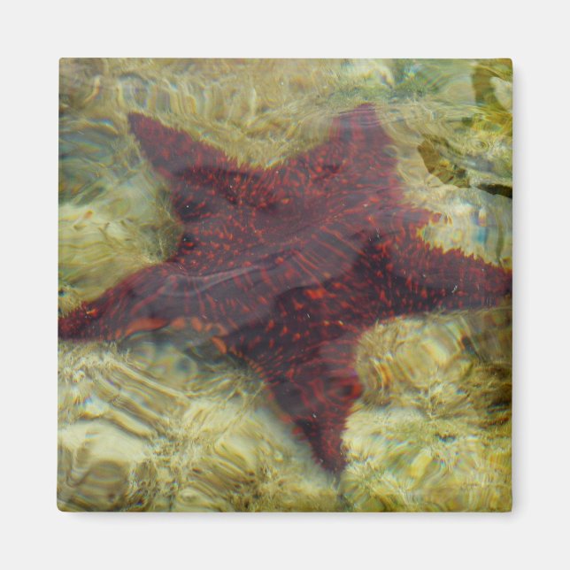 Imã Estrela-do-mar Subaquática nas Bahamas (Frente)