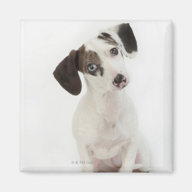 Imã Estrelando fêmea Dachshund/Chihuahua (Frente)