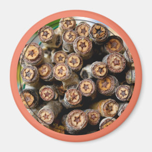 Imã Estrelas ao longo das árvores de madeira de algodã