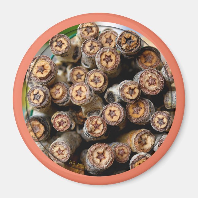 Imã Estrelas ao longo das árvores de madeira de algodã (Frente)