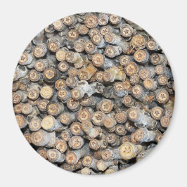 Imã Estrelas ao longo do Rio Grande Cotton Wood Trees 