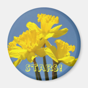 Imã Estrelas! Daffodils amarelos ímãs Céu Azul Floral