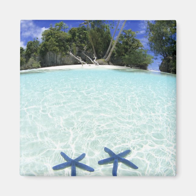 Imã Estrelas do mar, Ilhas de Rocha, Palau (Frente)