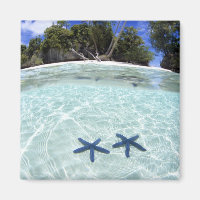 Estrelas do mar, Ilhas Rock, Palau 2