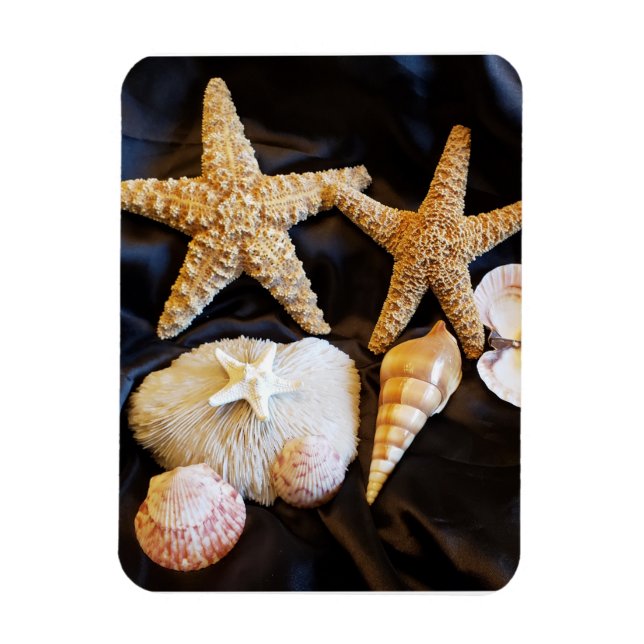 Ímã estrelas do mar praia de sealife foto de vida (Vertical)
