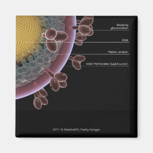 Imã Estrutura de uma pilha do HIV