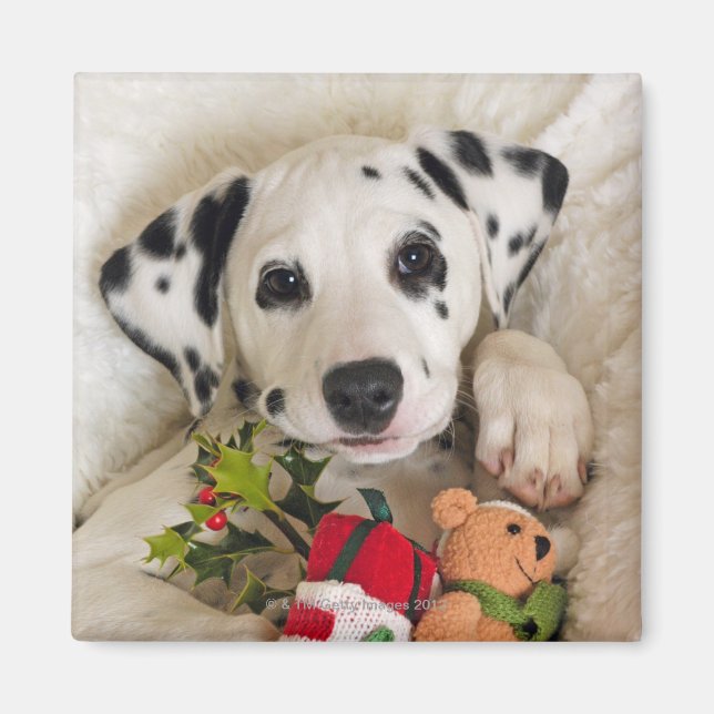 Imã estúdio (Frente)