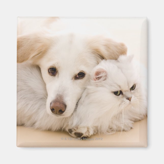 Imã Estúdio de gato e cão (Frente)