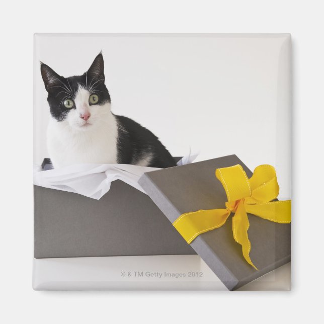 Imã Estúdio de gato preto e branco na caixa de present (Frente)
