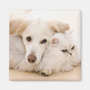 Imã Estúdio disparado do gato e do cão