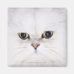 Imã Estúdio disparado do gato persa branco