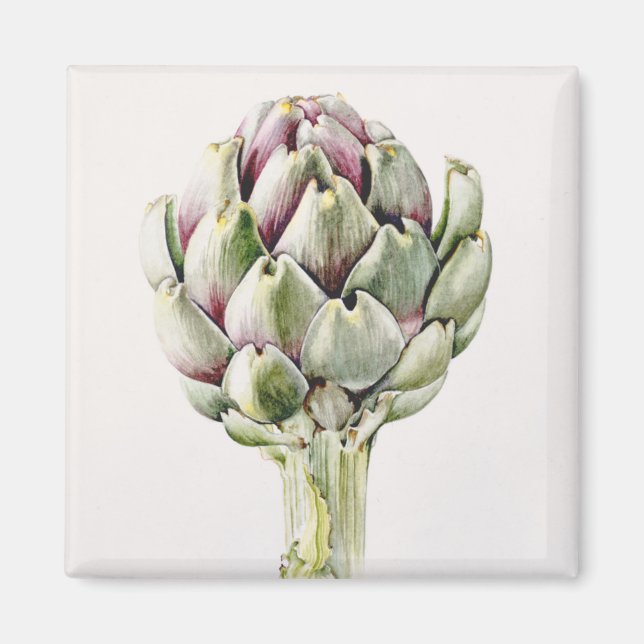 Imã Estudo Artichoke 1993 (Frente)