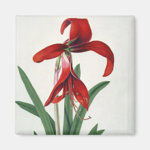 Imã Estudo da flor,