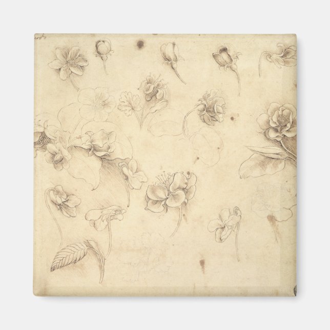 Imã Estudo das Flores de Plantas Forrageiras (Briza M (Frente)