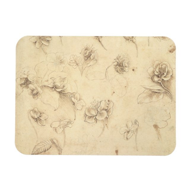 Ímã Estudo das Flores de Plantas Forrageiras (Briza M (Horizontal)