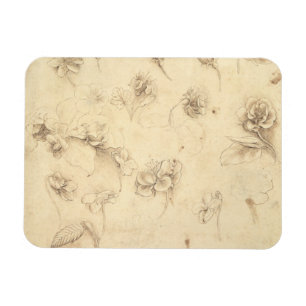 Ímã Estudo das flores Grama-como de plantas (Briza M