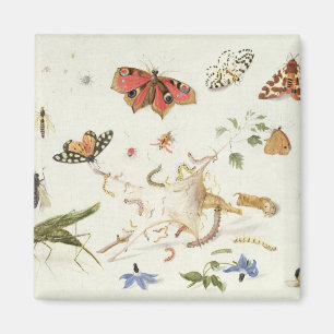 Imã Estudo de Insetos e Flores