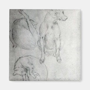 Imã Estudo de um cão e de um gato, c.1480