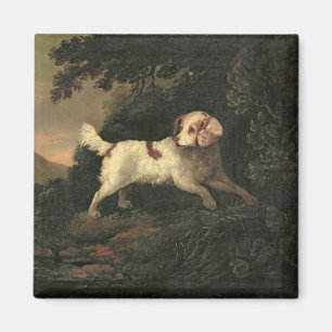Imã Estudo do Spaniel de Clumber