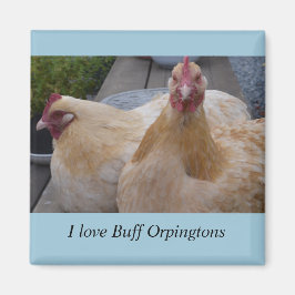 Imã Eu Adoro... Buff Orpingtons Chicken Magnet