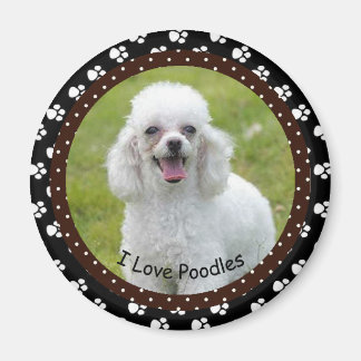 Imã Eu adoro Poodles Magnet