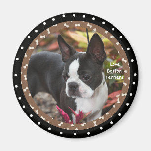 Imã Eu amo cães de Boston Terrier