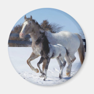 IMÃ EU AMO CAVALOS