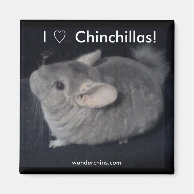 Imã Eu Amo Chinchillas (Frente)
