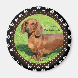 Imã Eu amo Dachshounds 2 Magnet