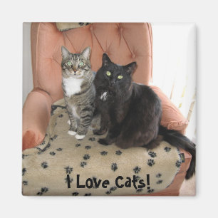 Imã Eu amo gatos! ímã