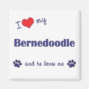 Imã Eu amo meu Bernedoodle (o cão masculino)