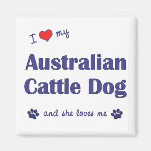 Imã Eu amo meu cão australiano do gado (o cão fêmea